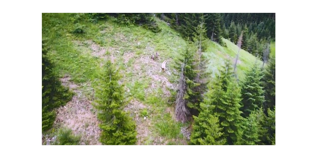 Nadir görülen beyaz boz ayı ve yavruları Artvin’in Şavşat ilçesinde drone kamerasına yansıdı