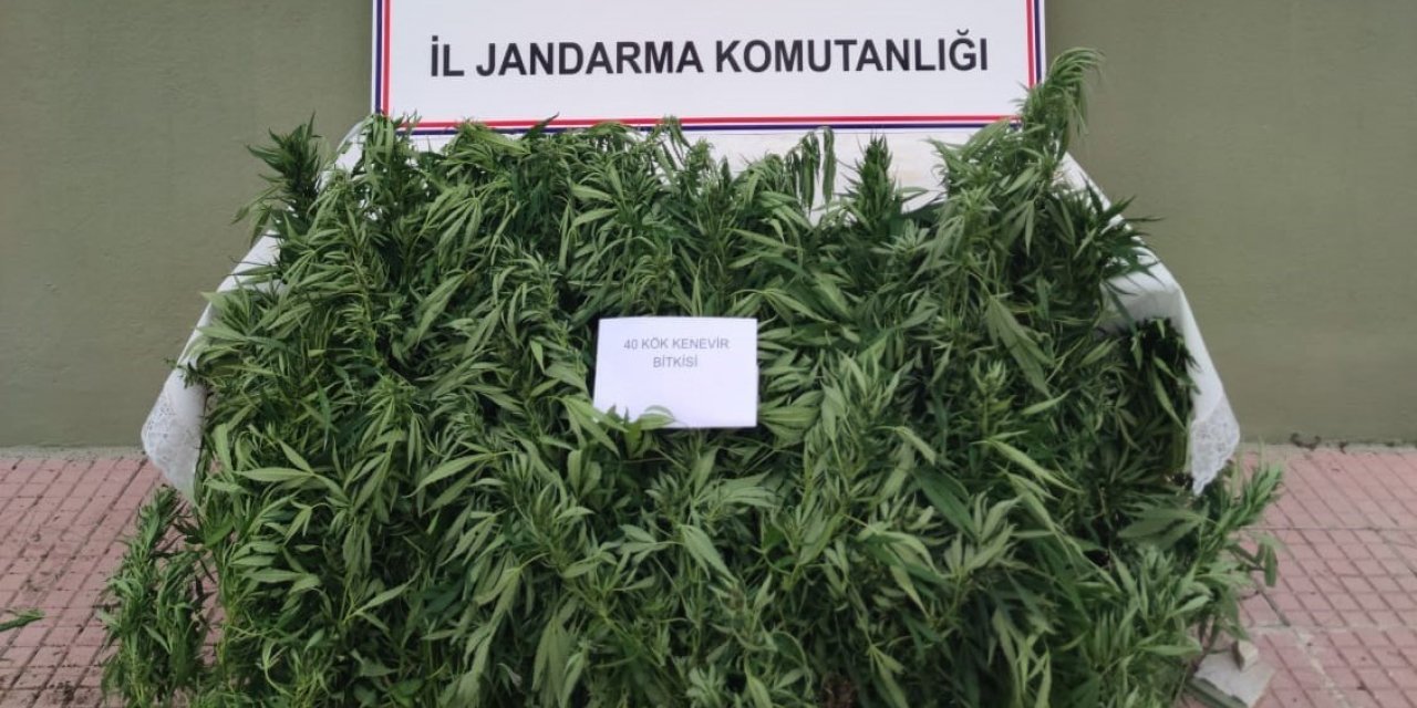 Jandarma, ormanlık alana ekilen hint kenevirlerini ele geçirdi