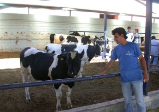 Ereğli'de 400 gebe düve dağıtıldı