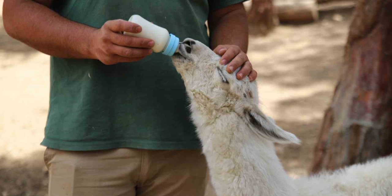 Annesi tarafından terk edilen lamaya bakıcıları sahip çıktı