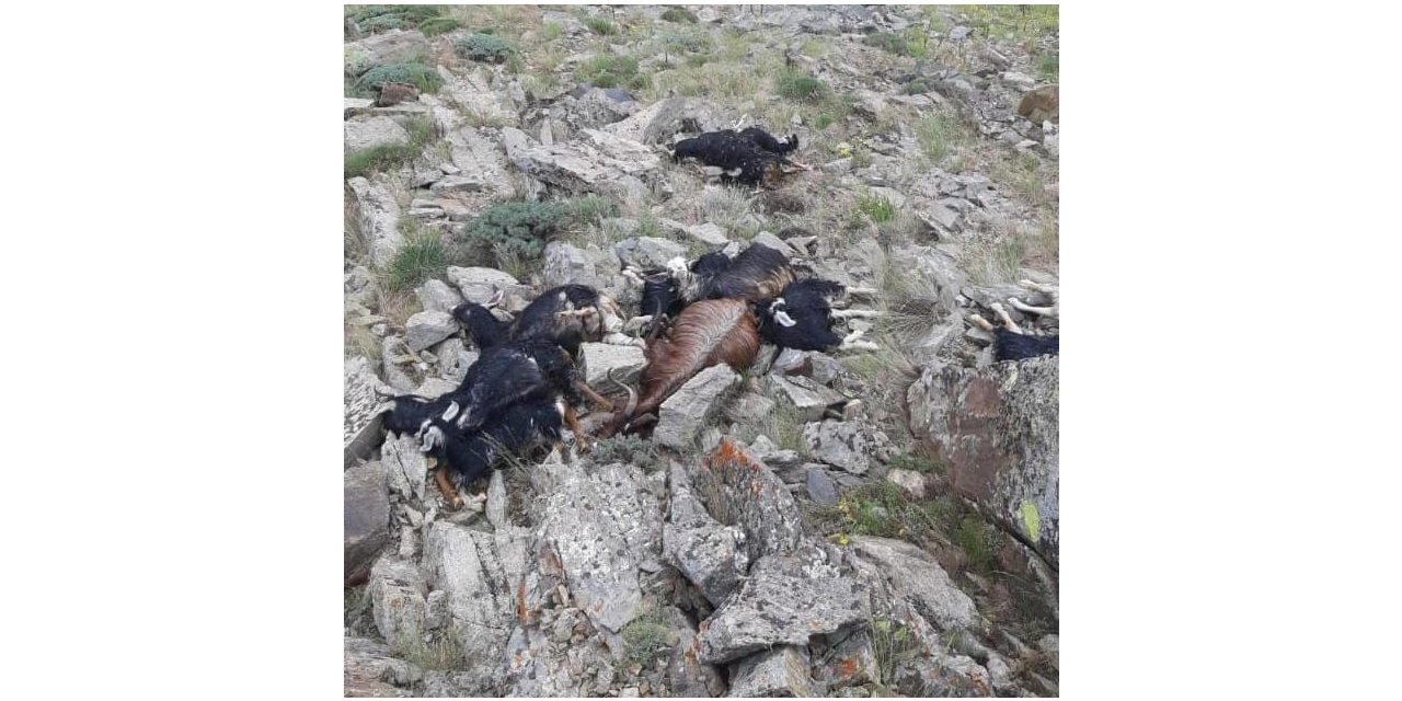 Bingöl’de keçi sürüsüne yıldırım düştü: 51 keçi telef oldu