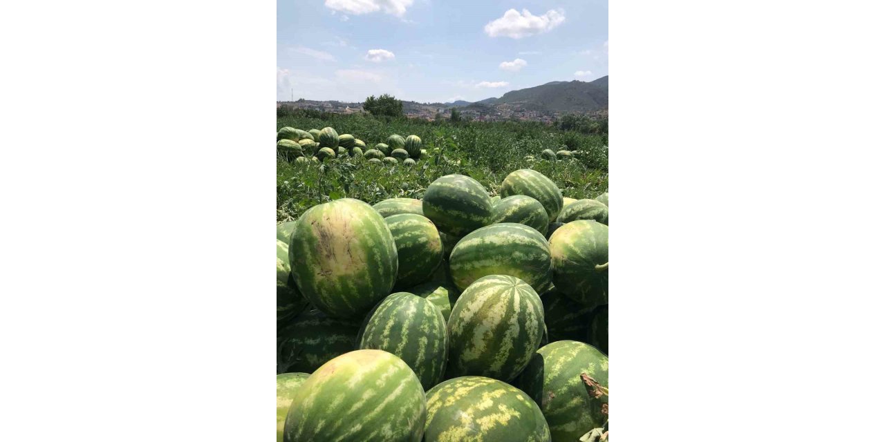 Osmaneli karpuzu hasat için gün sayıyor