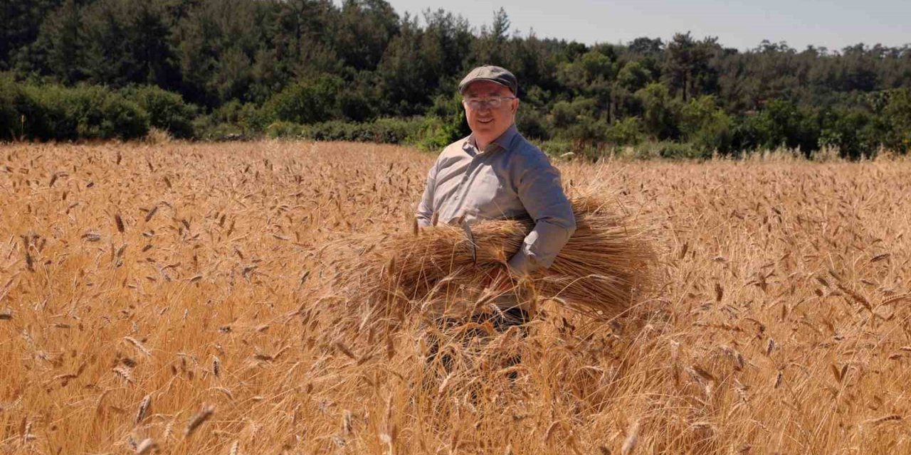 Karakılçık buğdayda hasat zamanı