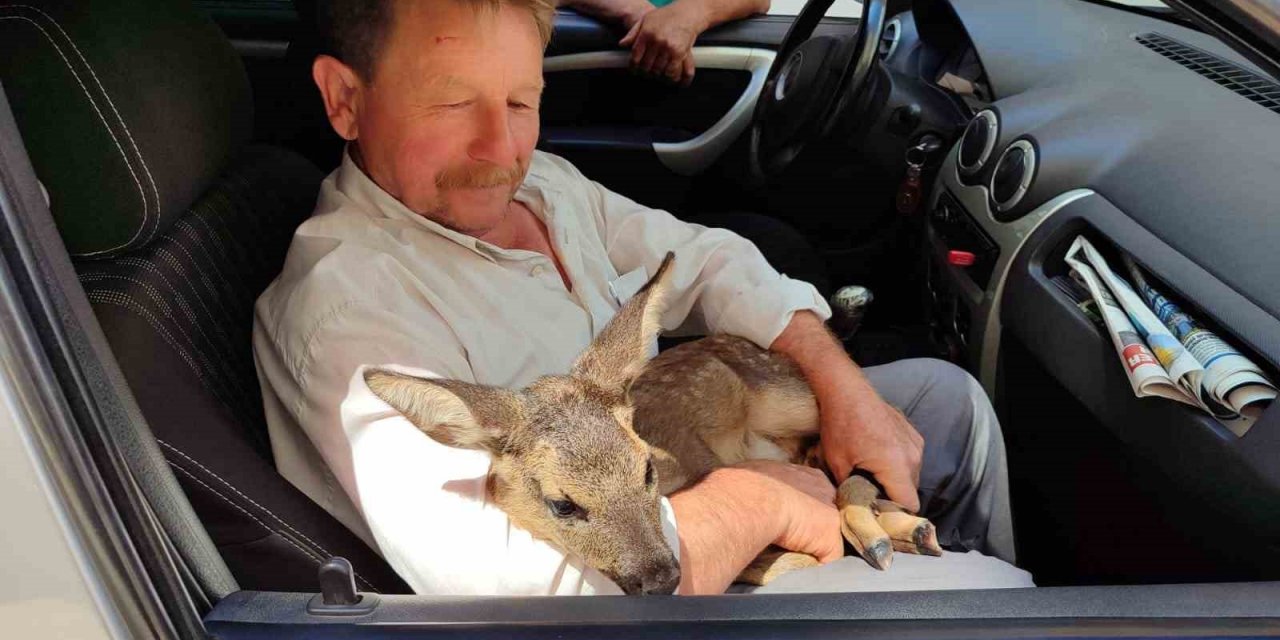 Karaca yavrusunu köpeklerin saldırısından köylüler kurtardı