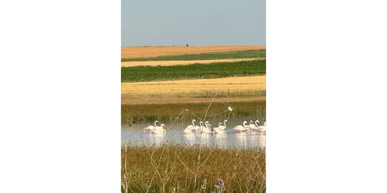 Çorum’da ilk kez flamingo görüldü
