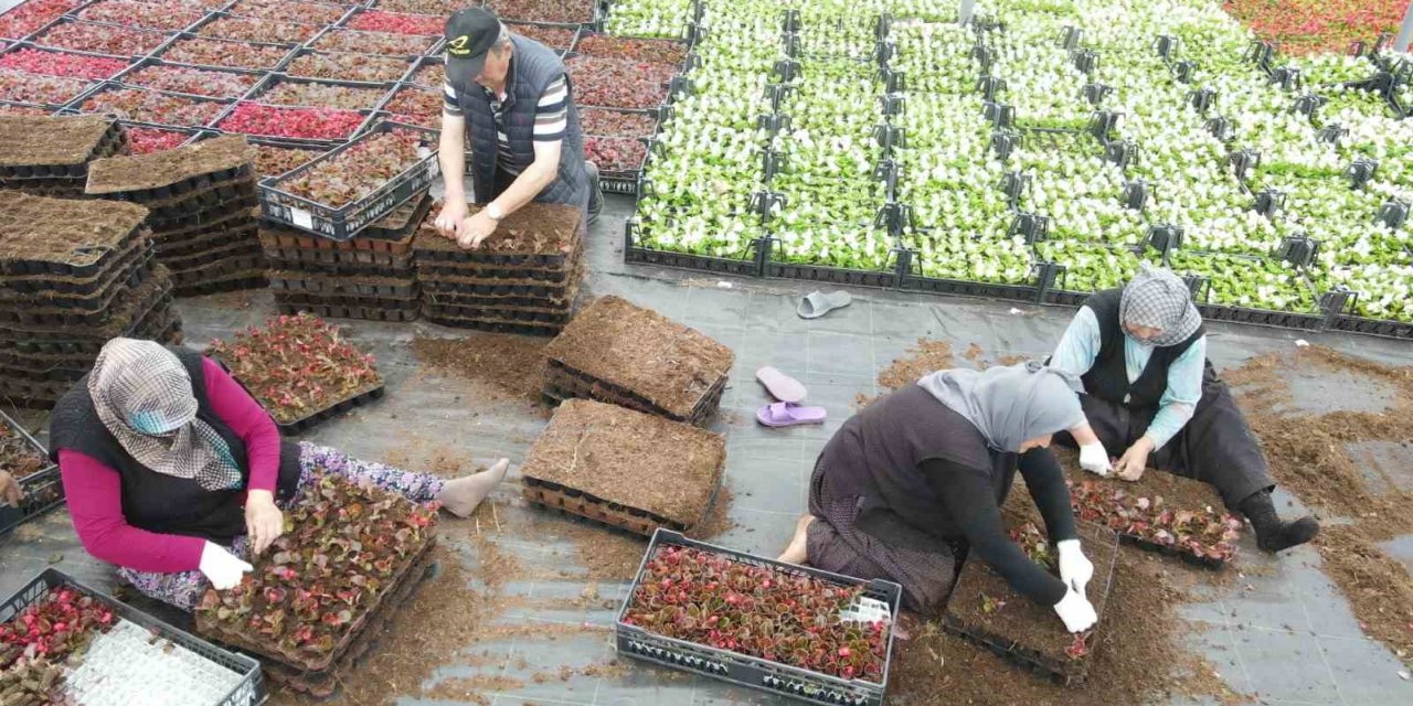 Çiftçi üretiyor, Bursa çiçek açıyor