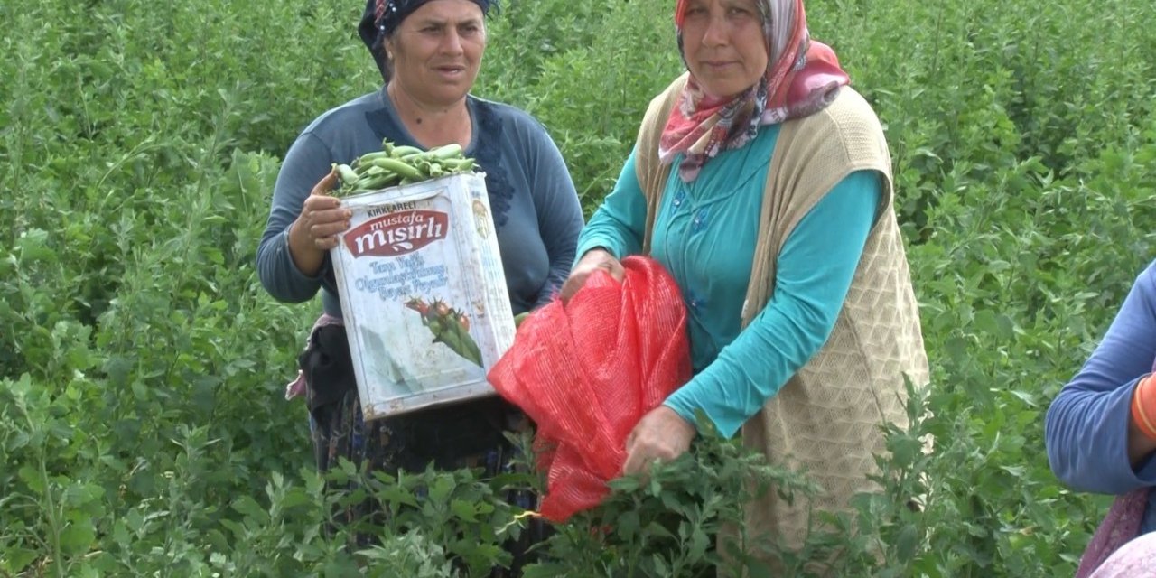 Yunanistan sınırında kavurucu sıcak altında güle oynaya hasat mesaisi