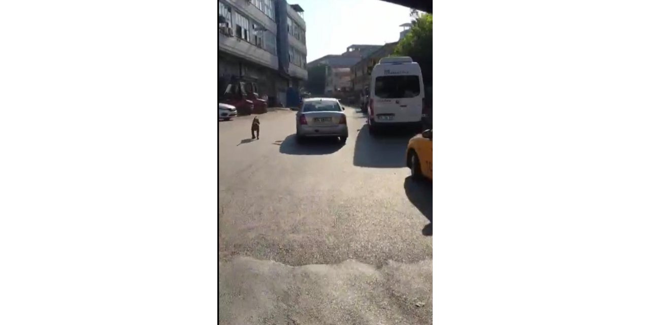 Seyir halindeyken köpek gezdiren sürücü kamerada