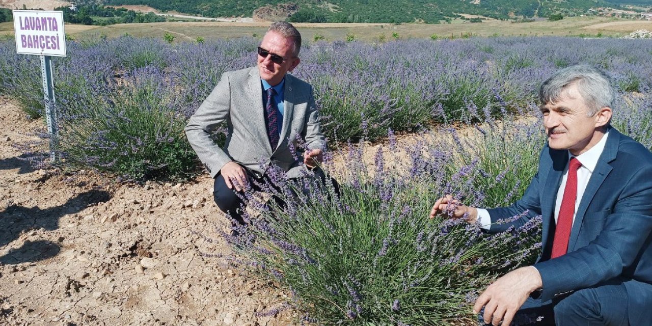 DPÜ Tavşanlı Meslek Yüksekokulunda lavanta bahçesi