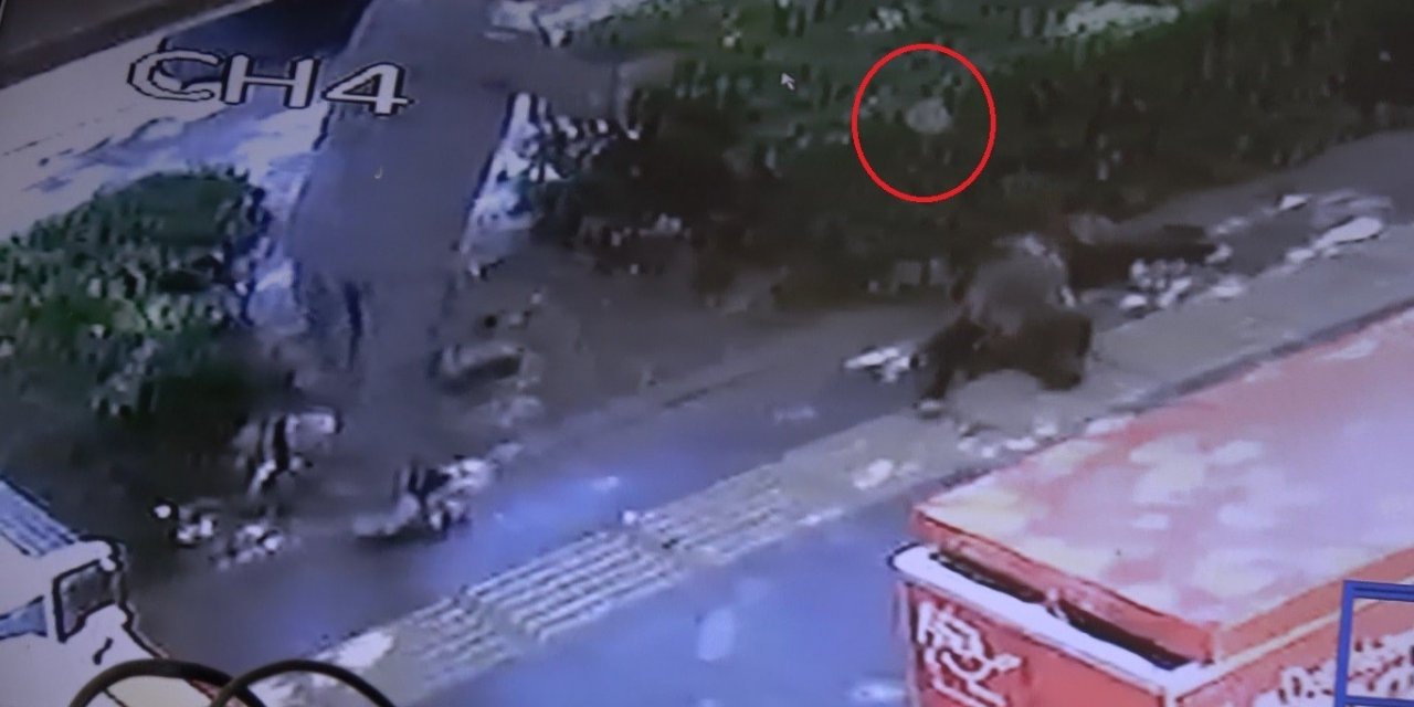 Gölgede dinlenen köpeğe taş attı