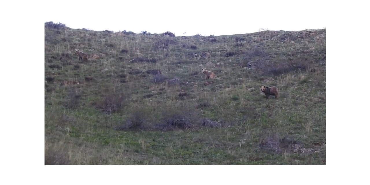Munzur Dağlarında dağ keçileri ve peşlerinde ki ayılar görüntülendi