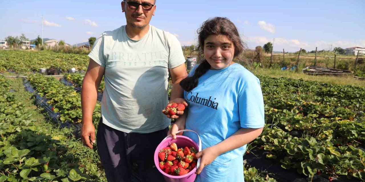 Bu çilek pazara inmeden satılıyor
