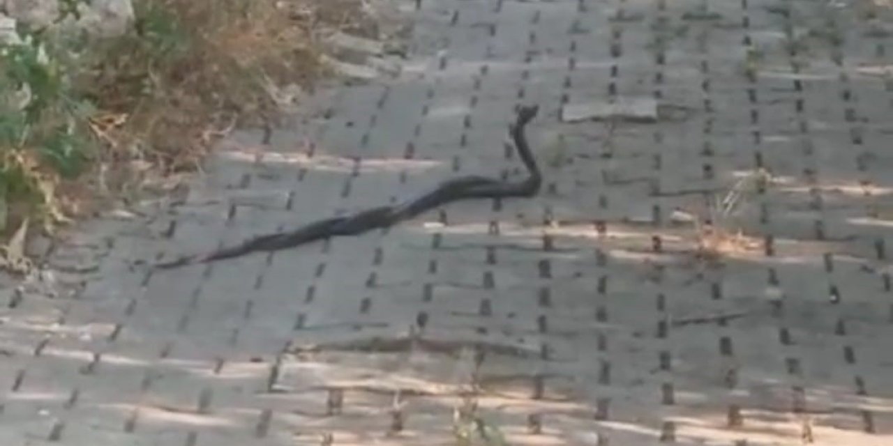 Muğla’da yılanların ’çiftleşme dansı’ vatandaş kamerasına yansıdı