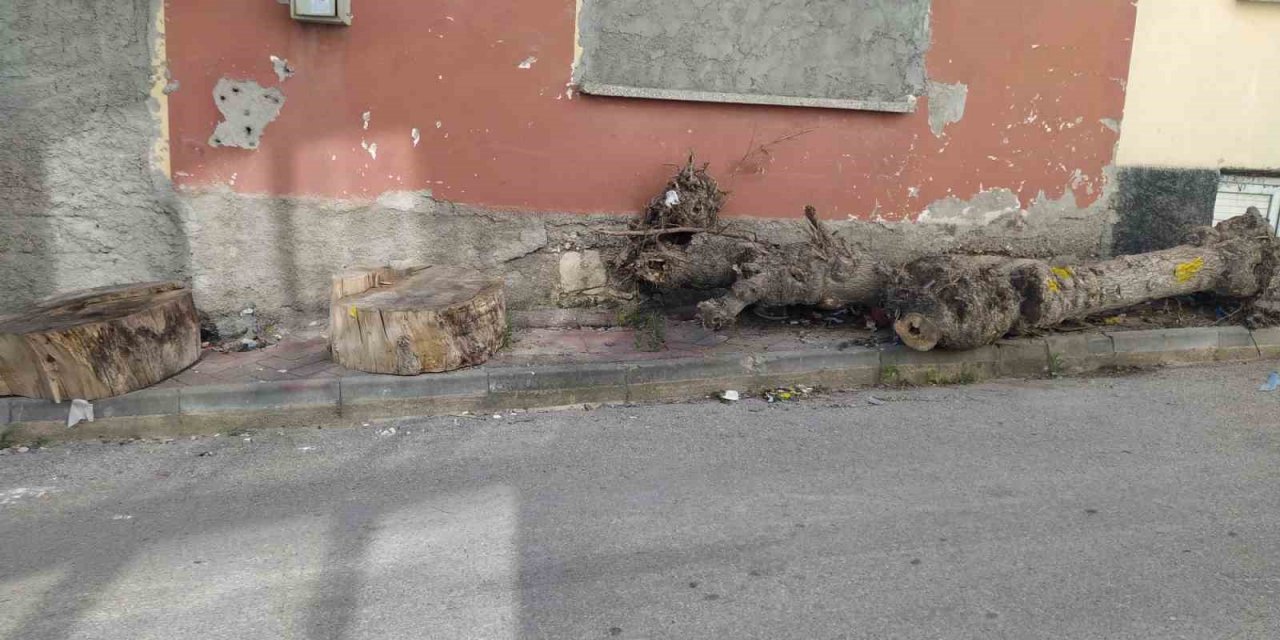 Bu kütüklerin kaldırımda ne işi var?