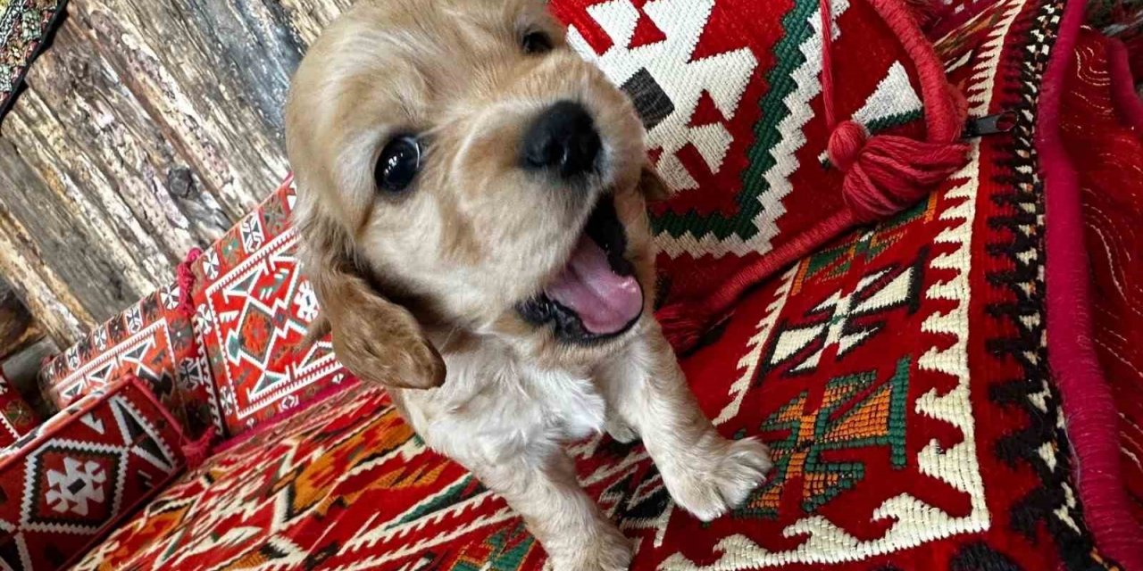 Önce sevdiler, sonra aldılar