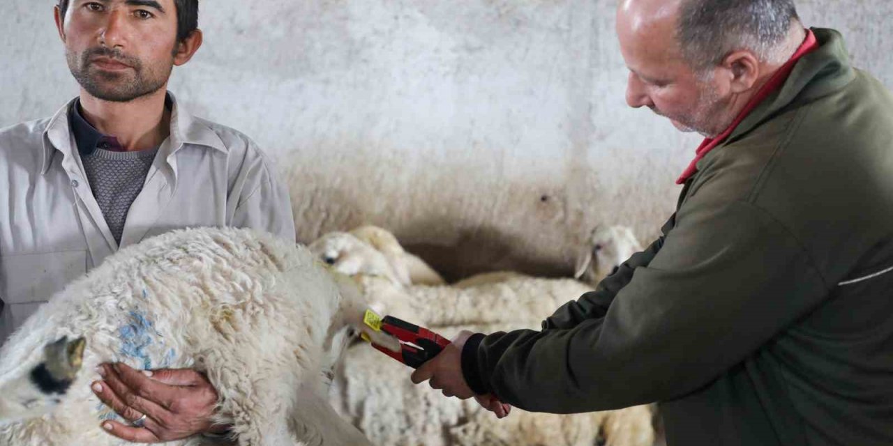 8 bin 885 hayvanın aşı ve küpeleme ücreti Talas Belediyesi’nden