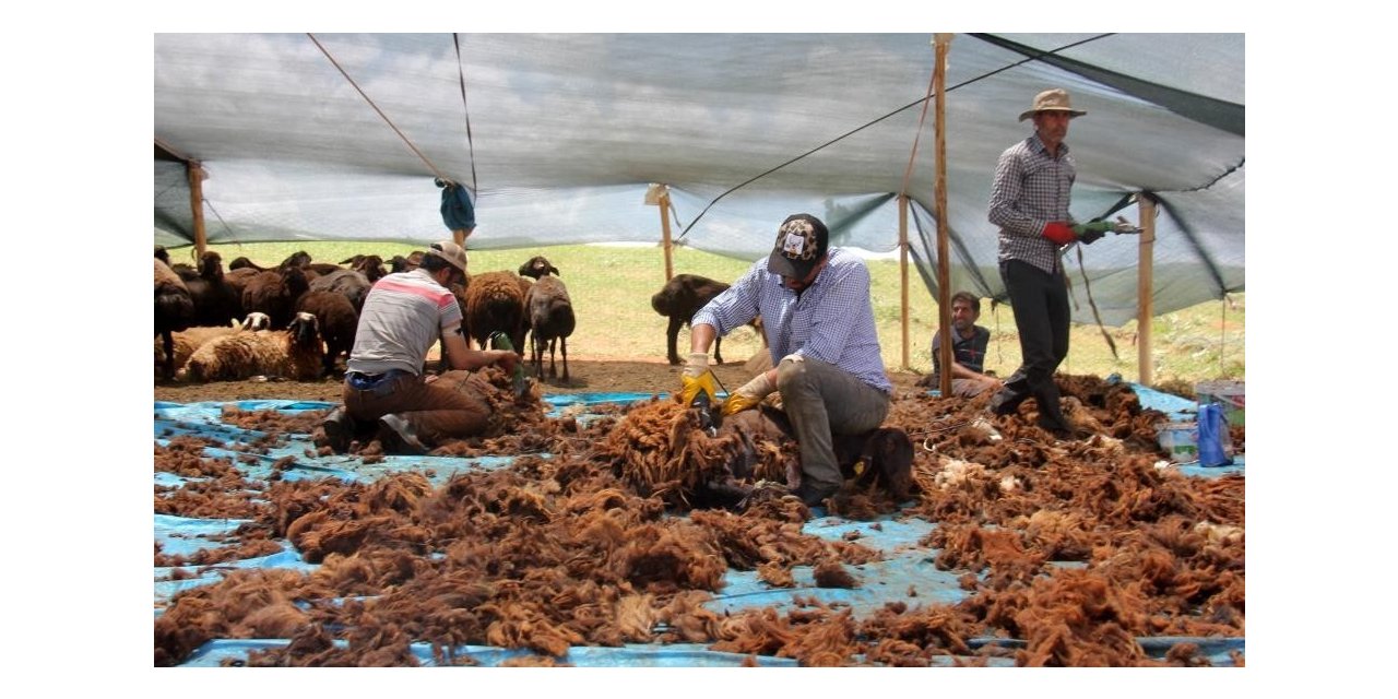Yaylalarda koyun kırkma zamanı