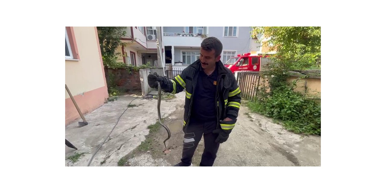 Korkutan yılan yakalanıp doğaya bırakıldı