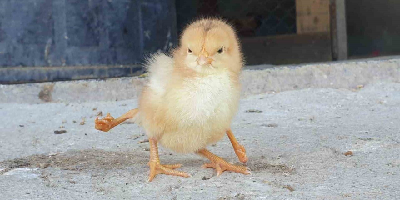 Dört ayaklı civciv görenleri şaşırttı