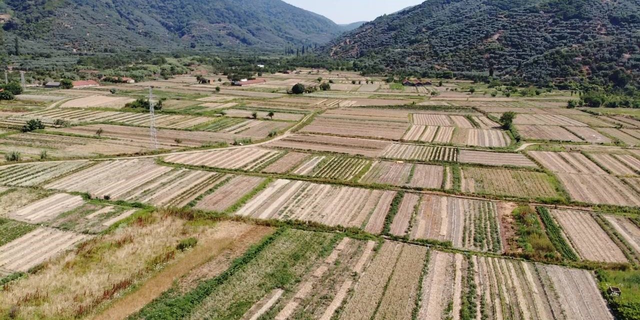 Tescilli mor soğanda hasat zamanı