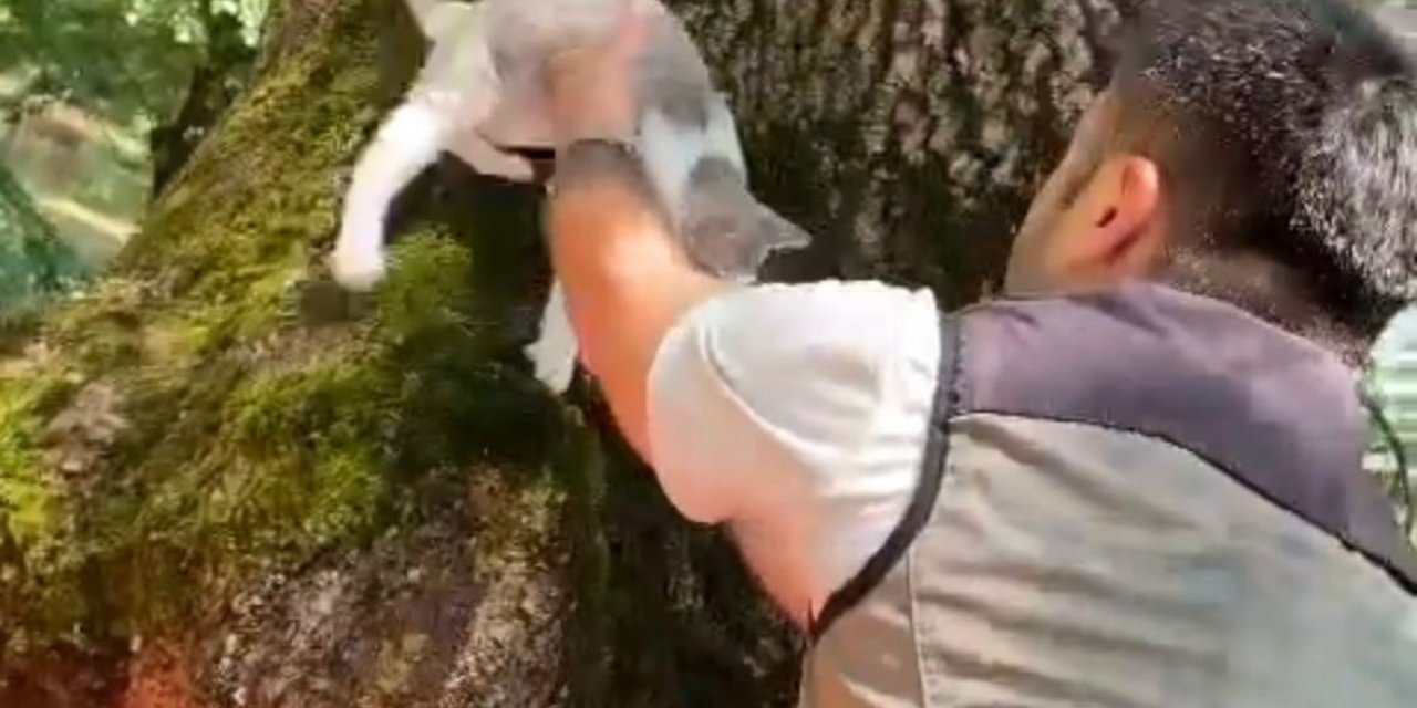 Sular yükselince ağaçta mahsur kalan kedi operasyonla kurtarıldı