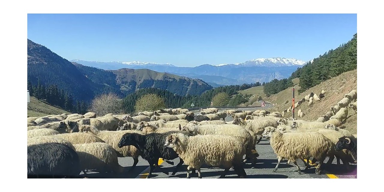 Koyun sürüsü karayolunu trafiğe kapattı