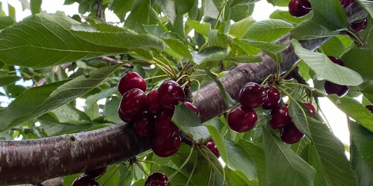 Bilecik’te ’Napolyon’ cinsi kirazın hasadına başladı