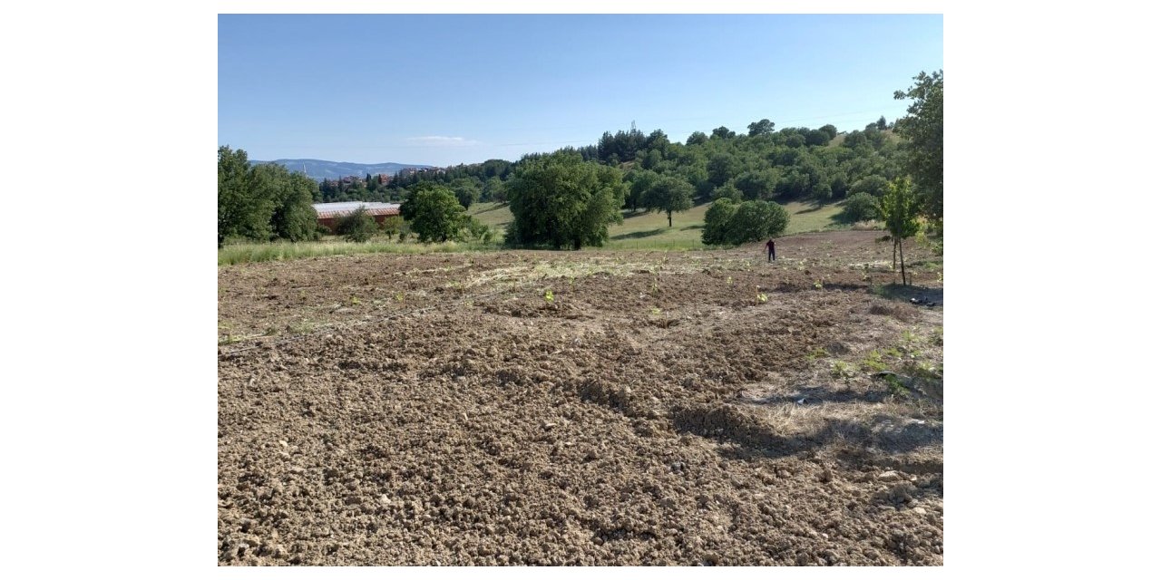 Gediz’de nesli tükenmekte olan üzümler koruma altına alındı
