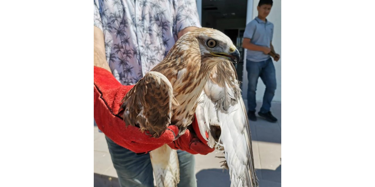 Bitkin halde bulunan kızıl şahin tedavi altına alındı