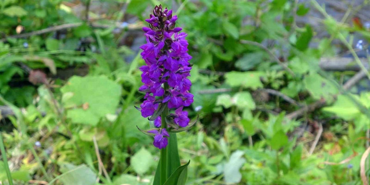 Yozgat’ta salep orkidelerine yönelik bilimsel çalışma yapıldı