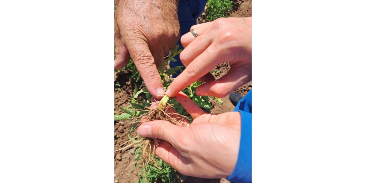 Bingöl’deki sebze ekili alanlar kontrol ediliyor