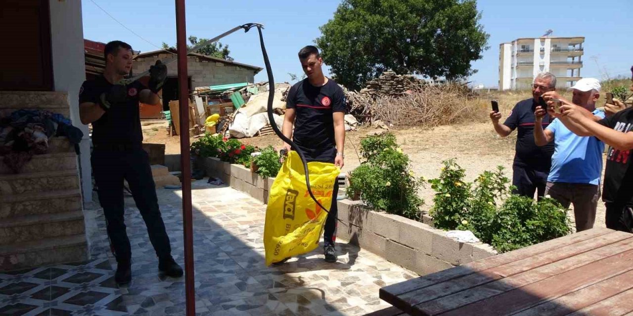 Ormanlar yanınca gölge alan bulamayan yılanlar yerleşim alanına indi