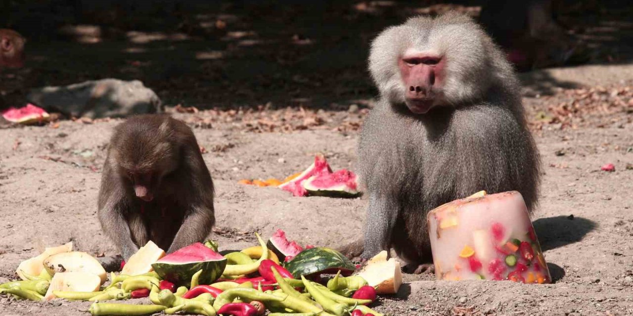 Zoopark’ta 40 derece sıcakta buzlu meyve keyfi