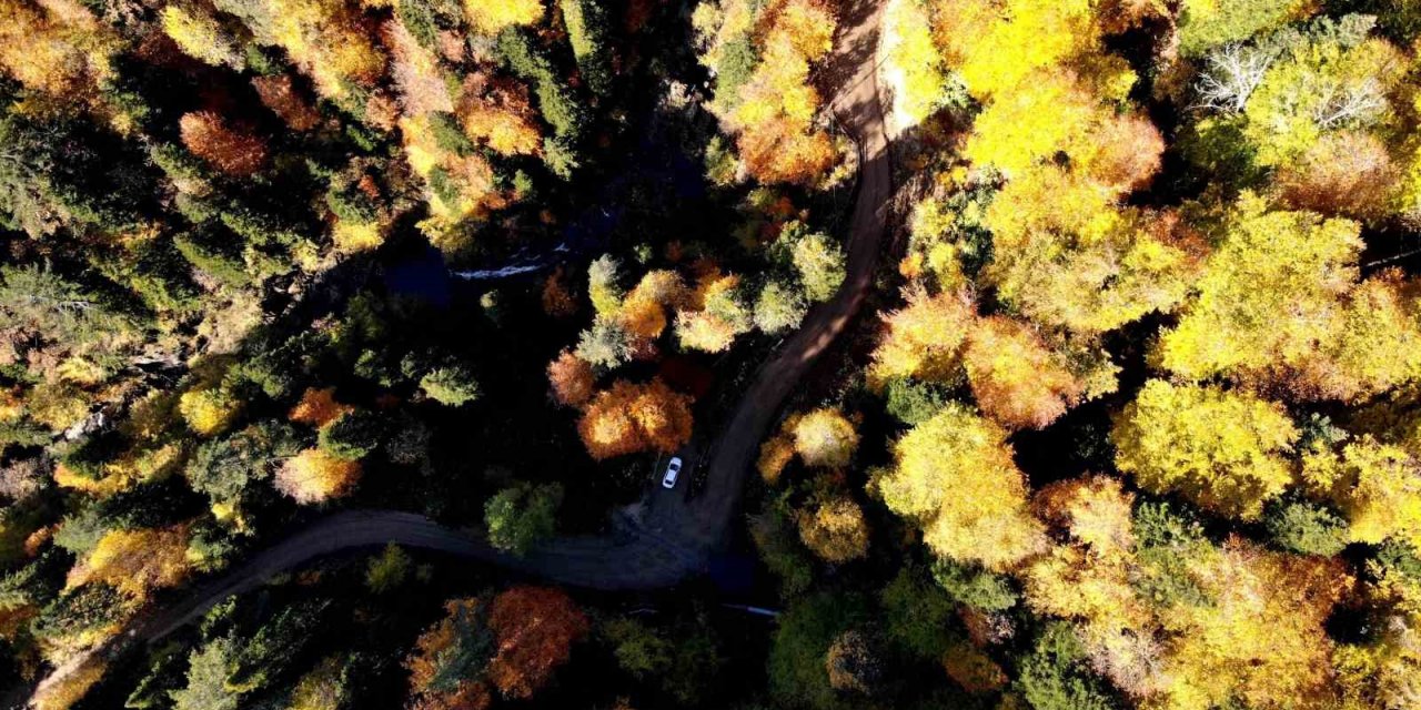 Türkiye’nin en büyük blok ormanlarına girişler 3 ay yasaklandı