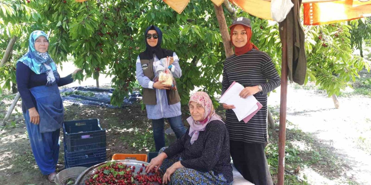 Kiraz hasadı yapılan bölgelerde zararlı organizma denetimi
