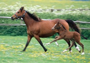 Atlar kızıl ötesi ışınla ısıtılıyor