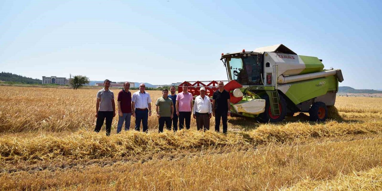 BAÜN’de hububat hasadı yapıldı