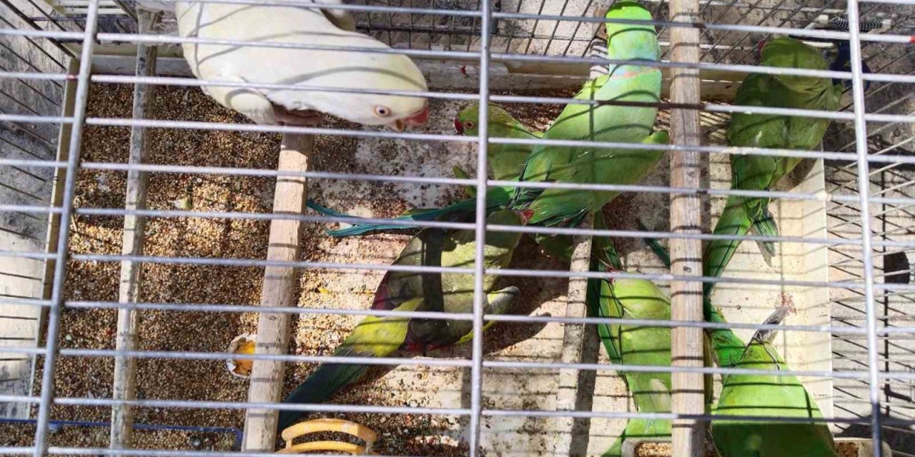 Pazar yerinde satışa çıkarılan 17 adet sultan papağanı ve 7 adet Pakistan papağanına el konuldu