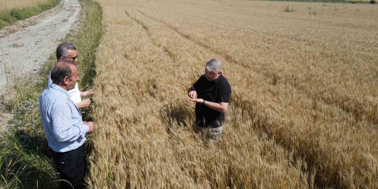 Çorum Belediyesi buğday hasadı için gün sayıyor