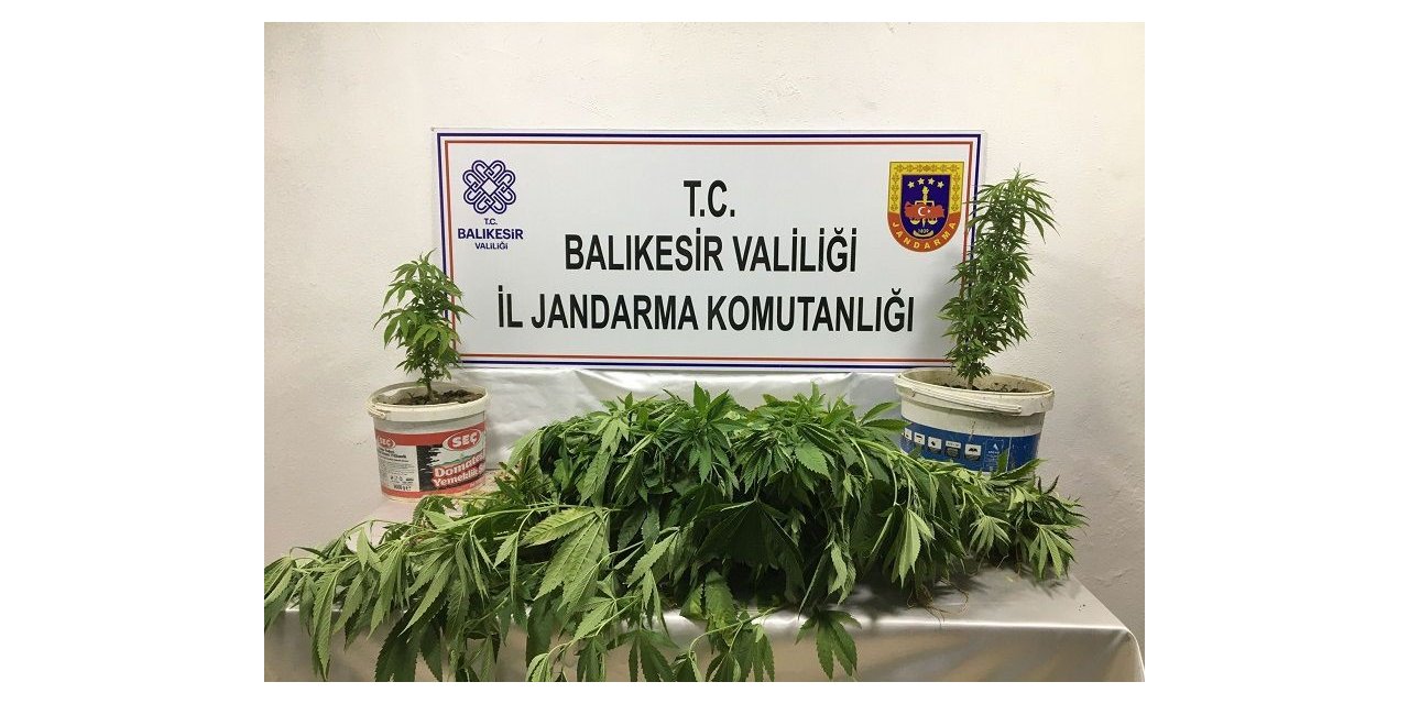 Bandırma’da kenevir operasyonu: 3 kişi yakalandı