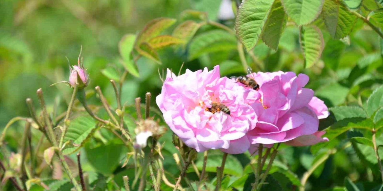 Yağlık gül hasadı başladı
