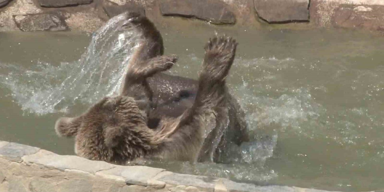 Hayvan rehabilitasyon merkezinde sıcaktan bunalan ayının havuz keyfi kamerada