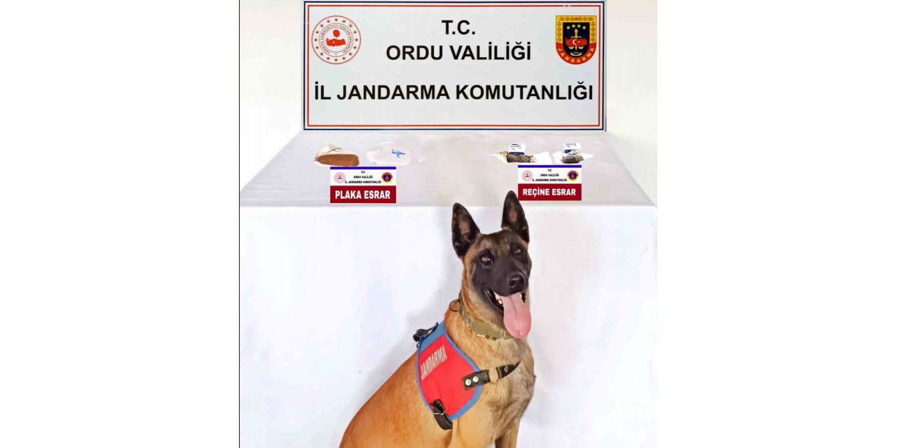 Ordu’da plaka ve reçine esrar operasyonu: 1 tutuklama