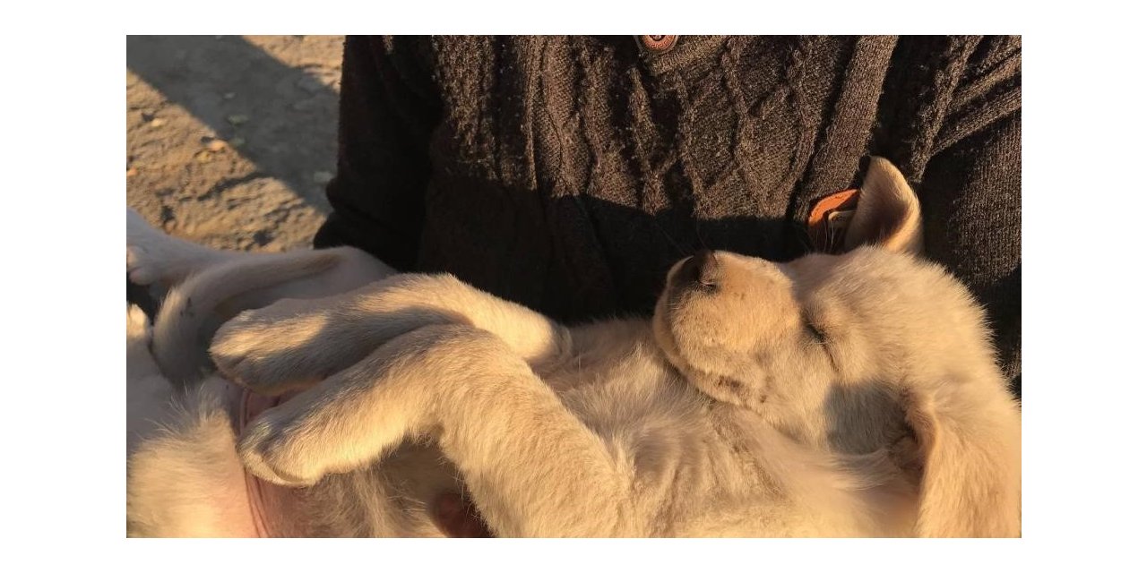 Sıcak havalar evcil hayvanları depresyona sokabilir