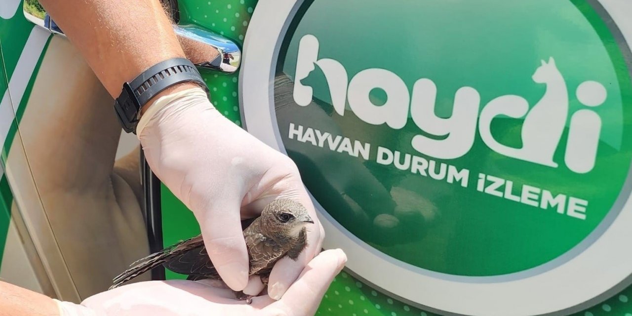 Sivas’ta yavru ve yaralı halde Kerkenez ve Ebabil kuşları bulundu