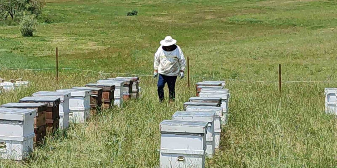 Gezgin arıcılar, kestaneden sonra çiçek balından da umutsuz