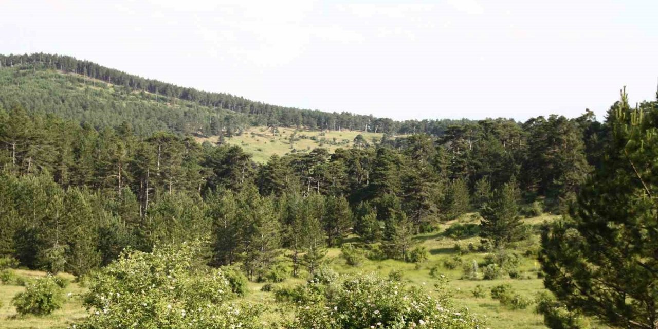 Eskişehir’de ormanlık alanlara girişler yasaklandı