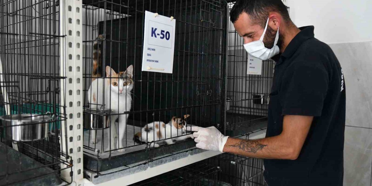 Köpekler suyla, kediler klimayla serinletiliyor