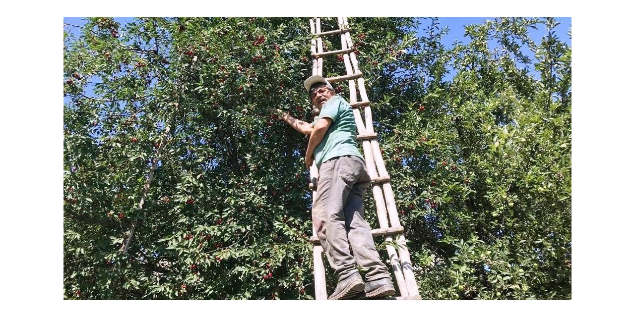 Hisarcık’ta vişnenin kilo fiyatı 8 TL