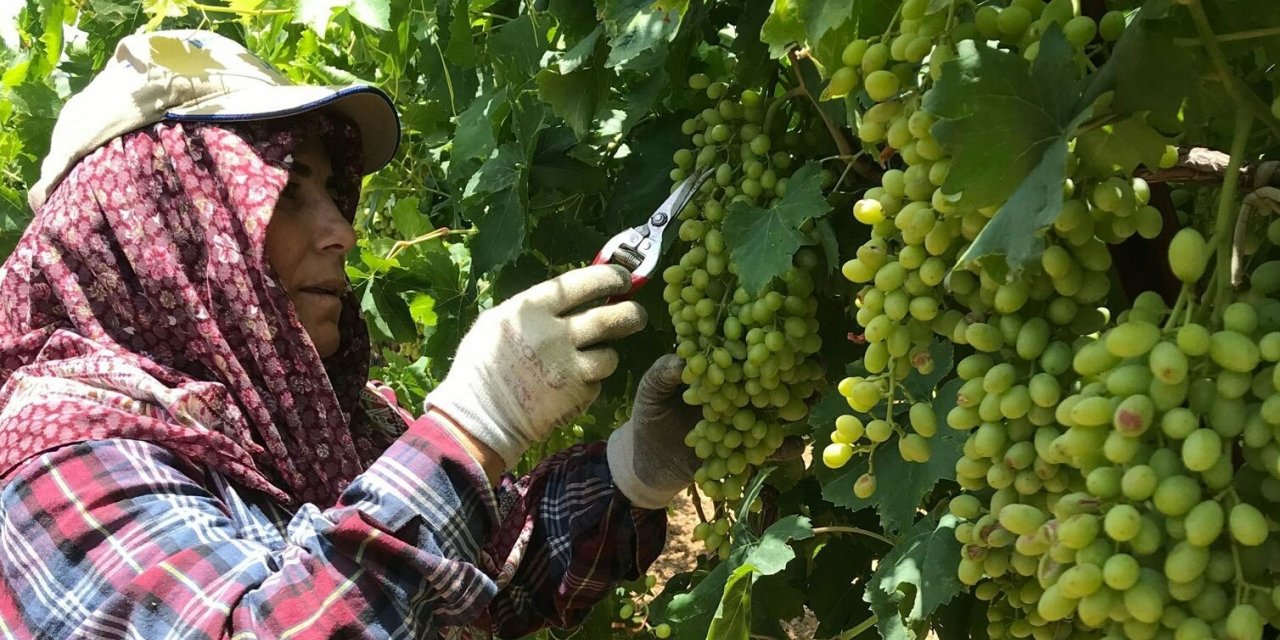 Sarıgöl’de doludan zarar gören üzüm salkımları ayıklanıyor